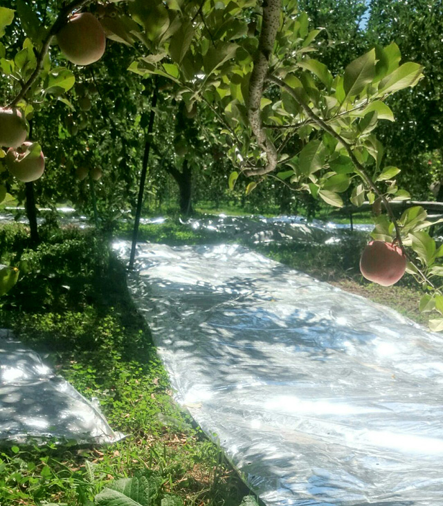 りんごのシルバー敷き