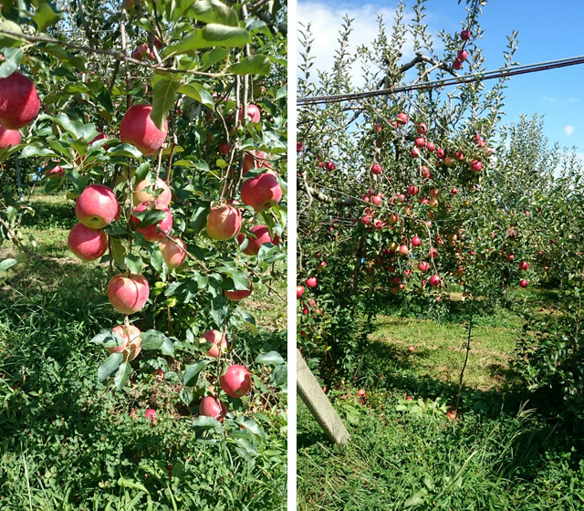 信州りんご つがるの収穫風景