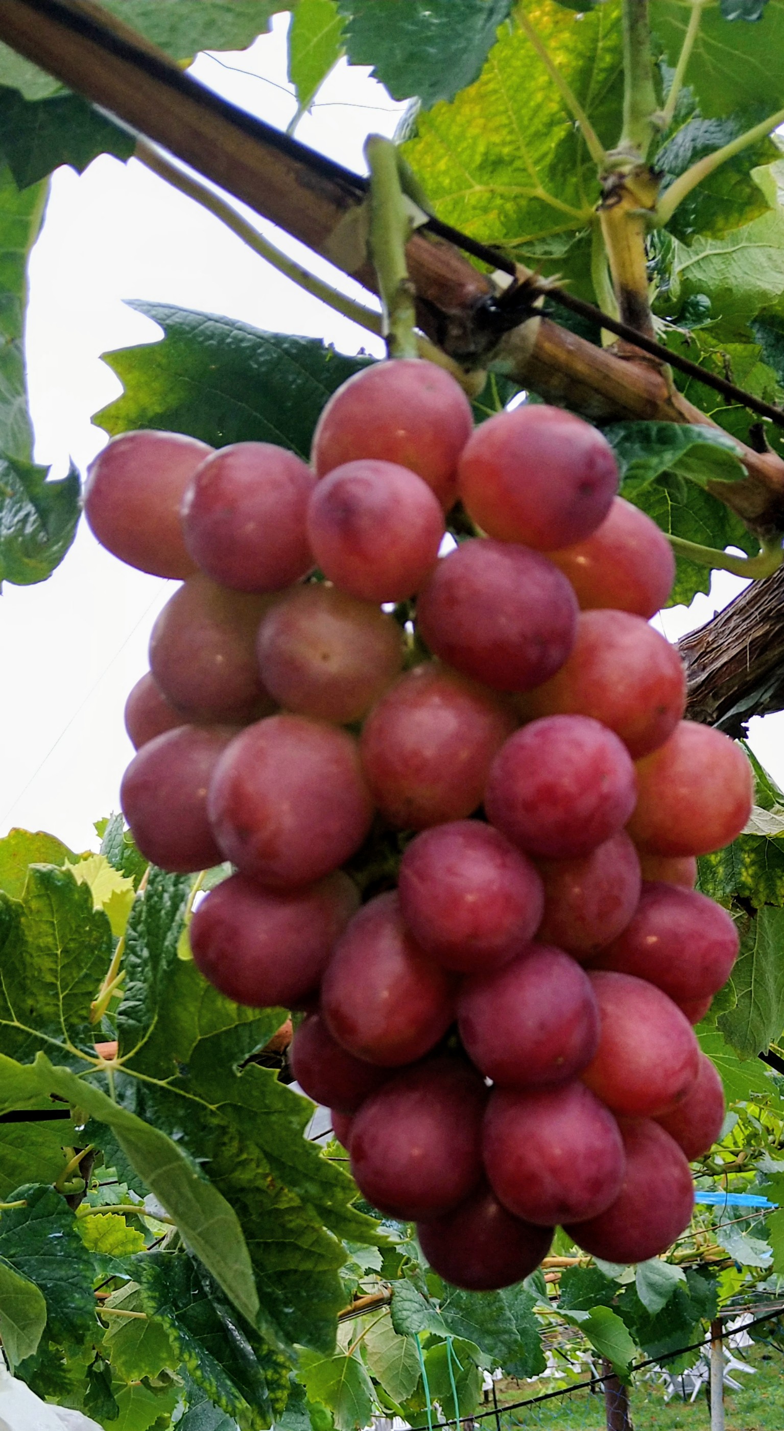 クイーンルージュの予約開始 | 細江果房ブログ＆お知らせ