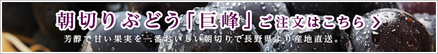 朝切りぶどう「巨峰」のご注文はこちら